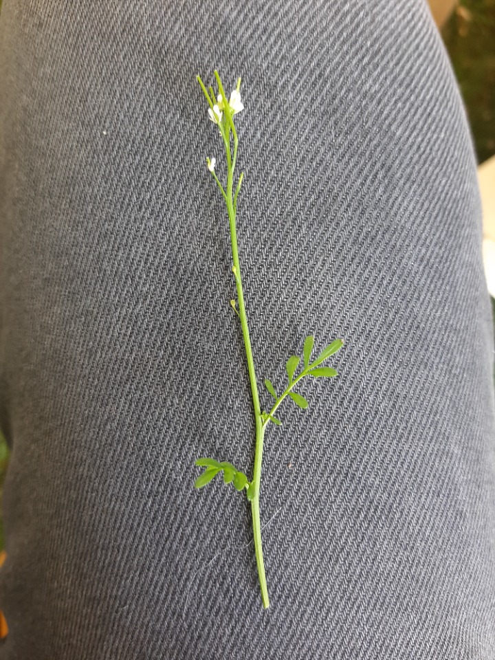 Cardamine hirsuta