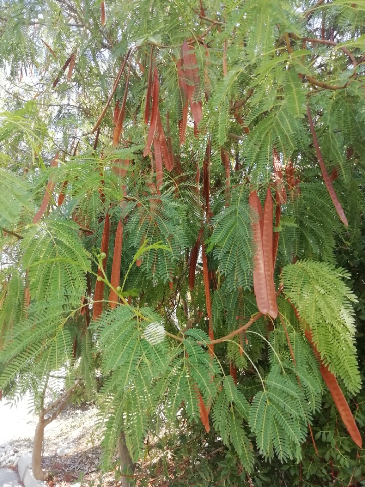 Leucaena leucocephala