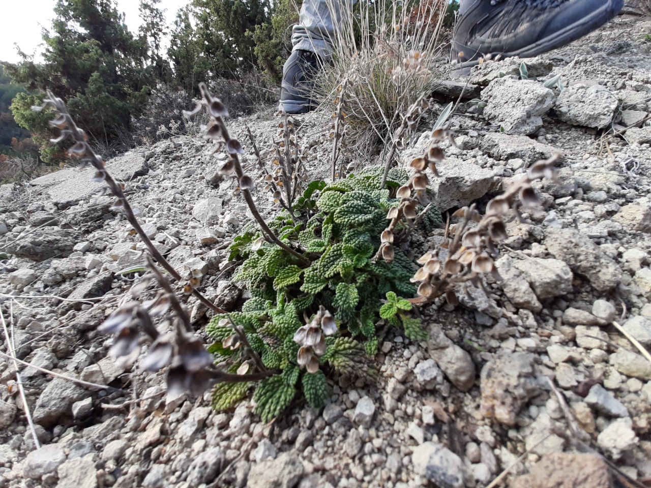 Scutellaria salviifolia