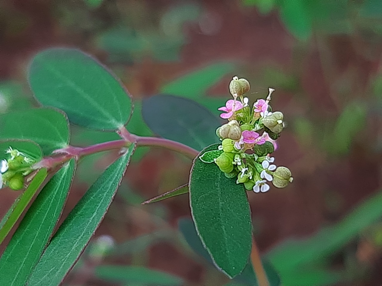 Euphorbia hypericifolia