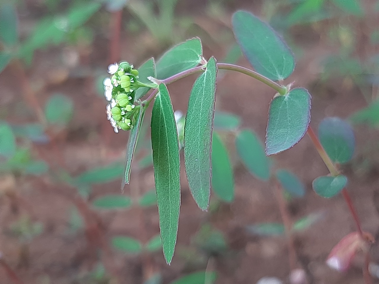 Euphorbia hypericifolia