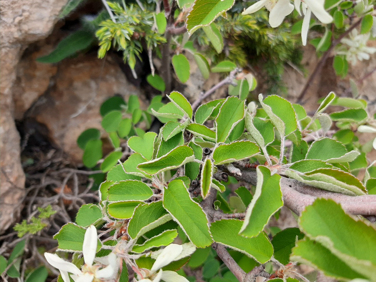 Amelanchier ovalis