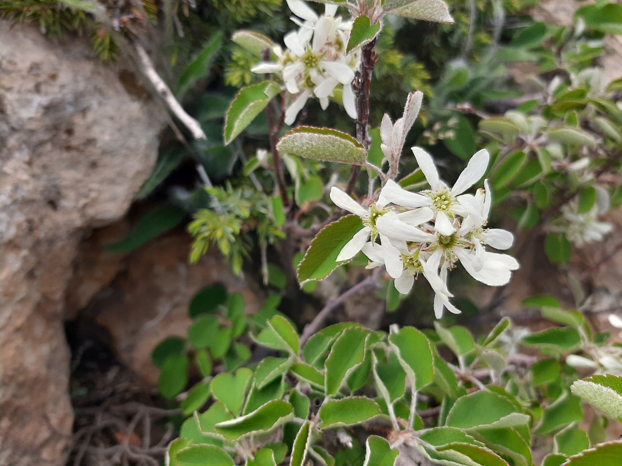 Amelanchier ovalis