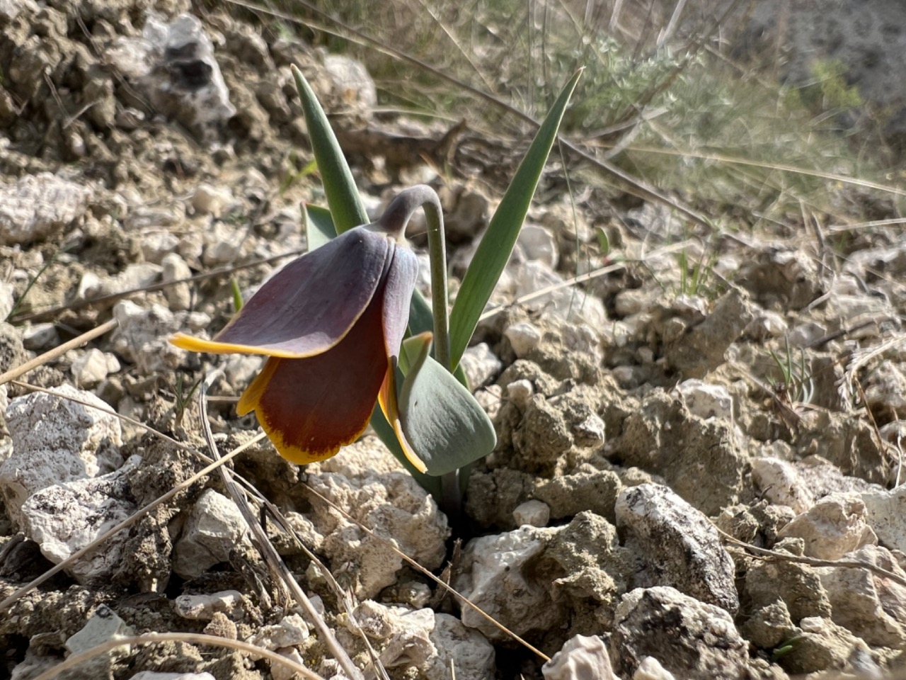 Fritillaria pinardii