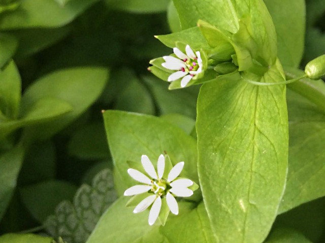 Stellaria media