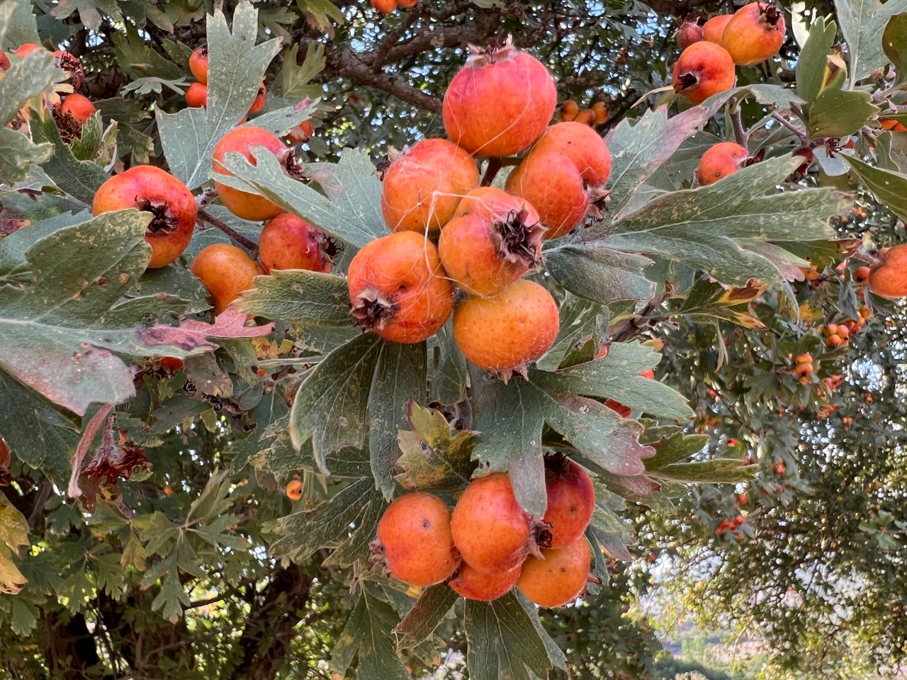 Crataegus orientalis