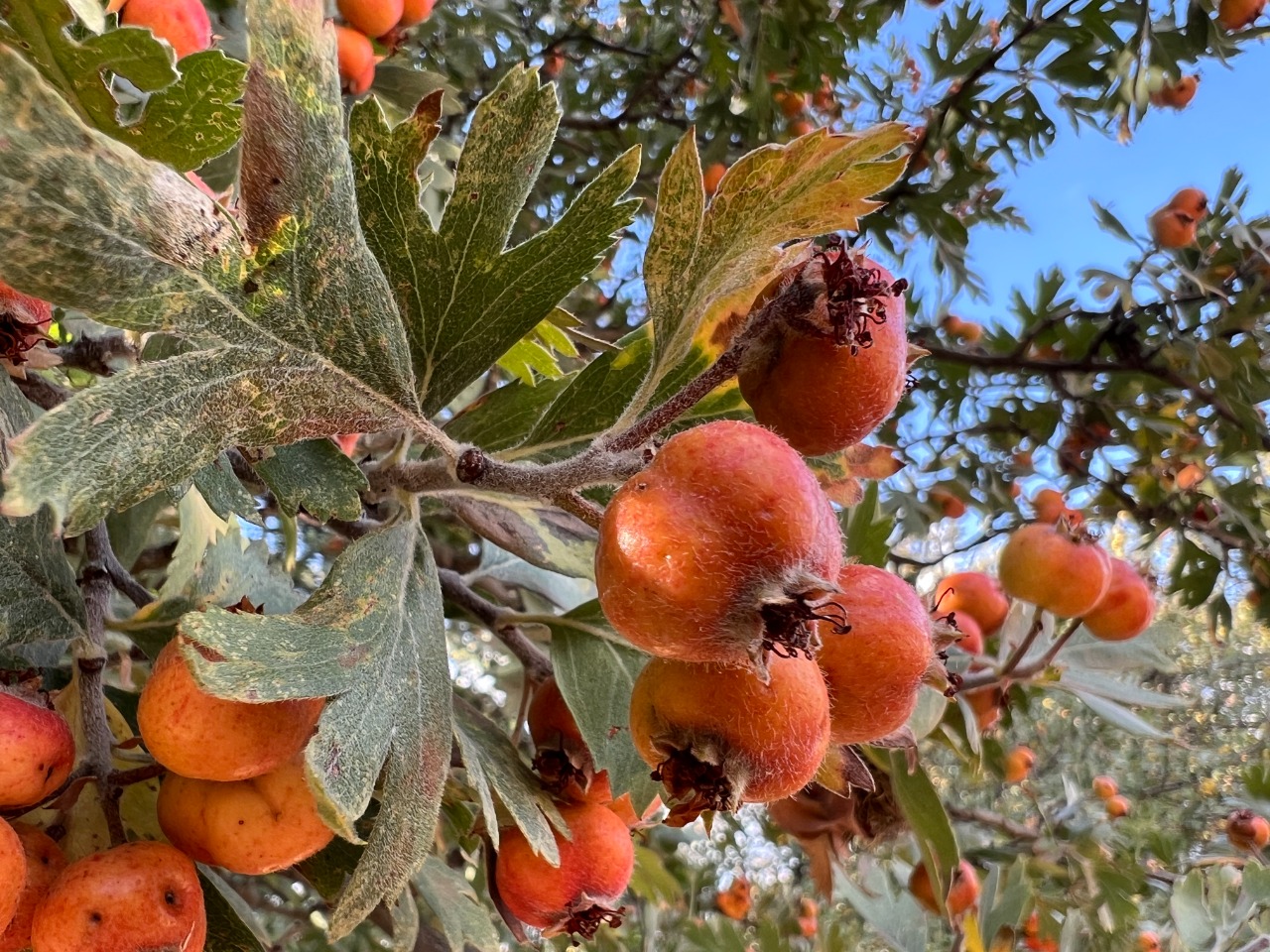 Crataegus orientalis