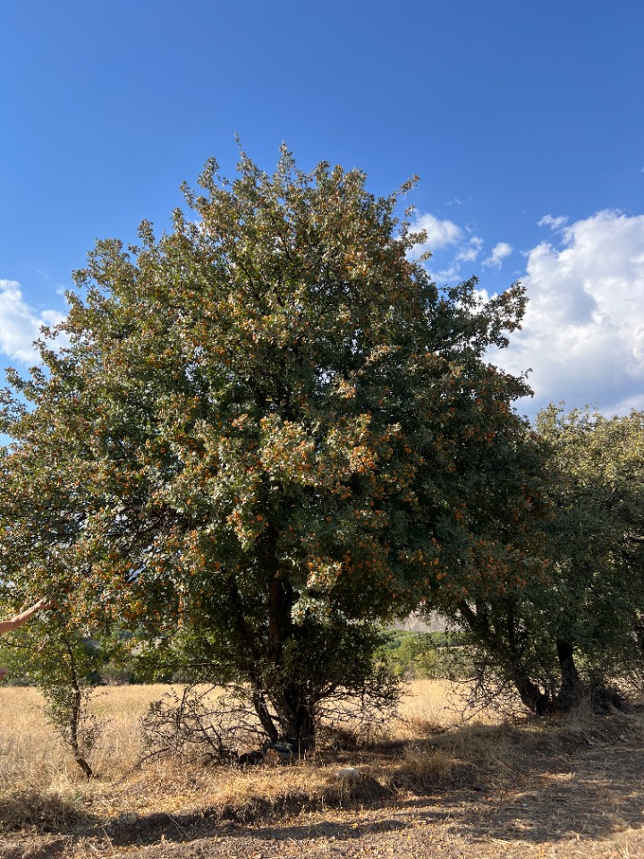 Crataegus orientalis