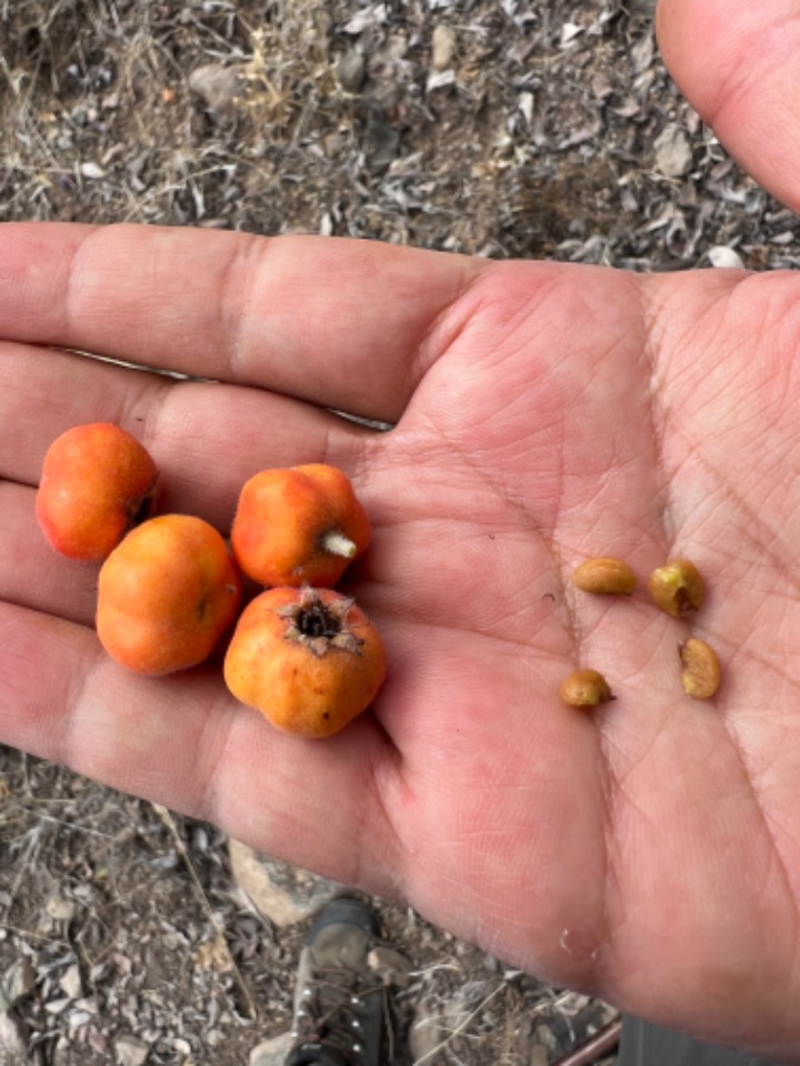 Crataegus orientalis