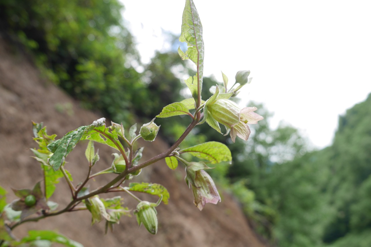 Atropa belladonna