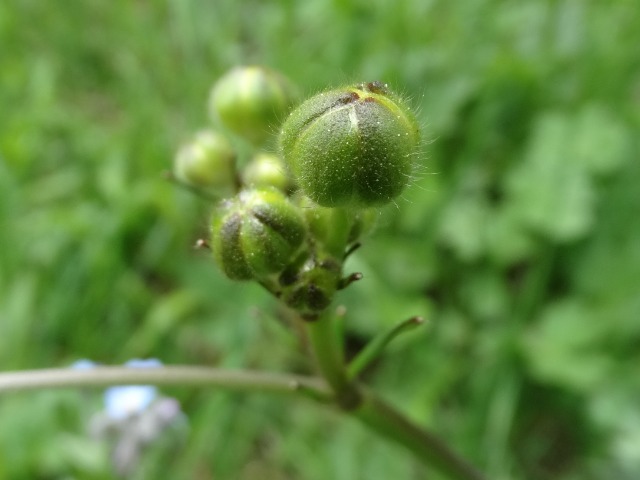 Ranunculus brutius