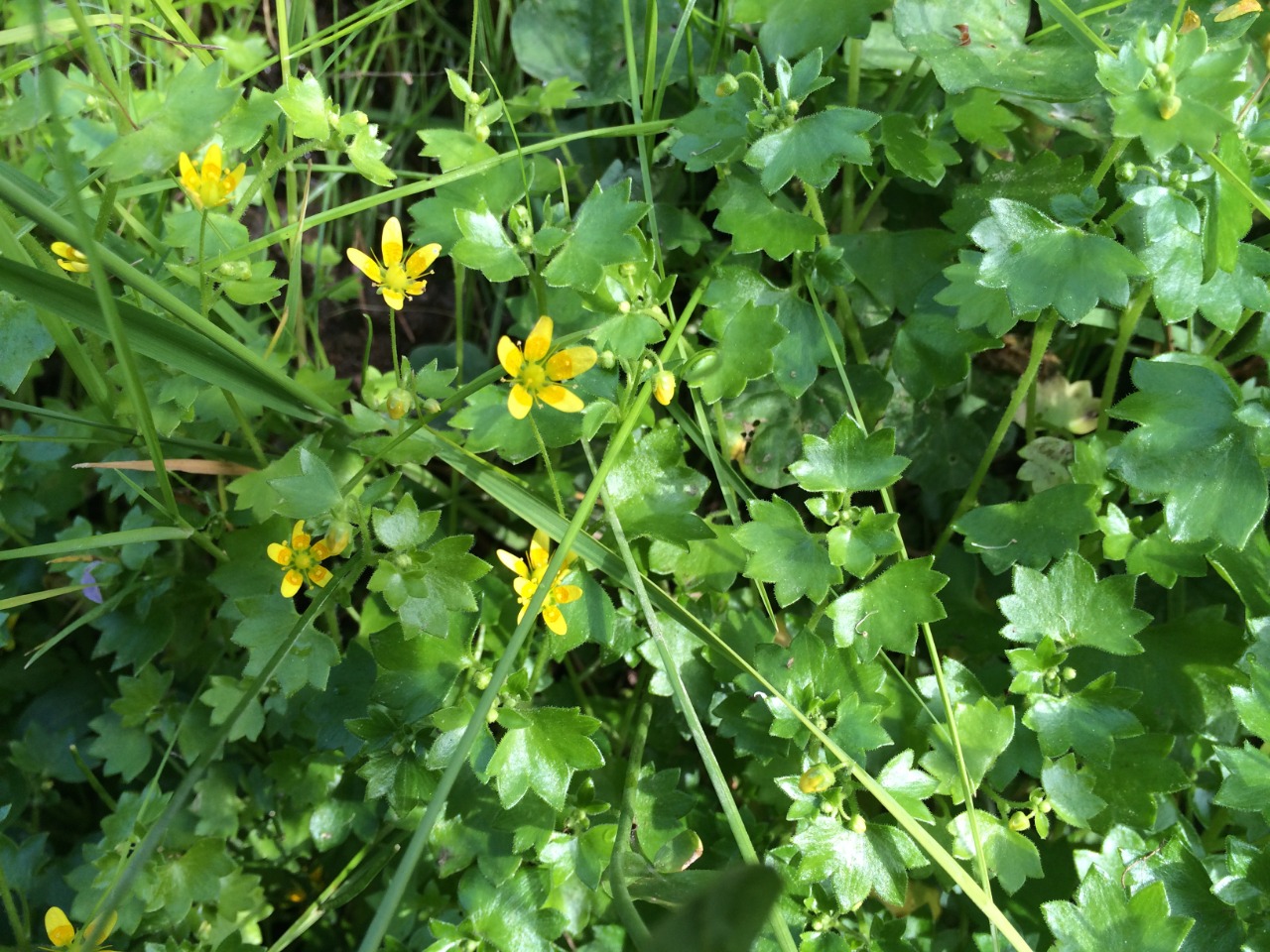 Saxifraga cymbalaria