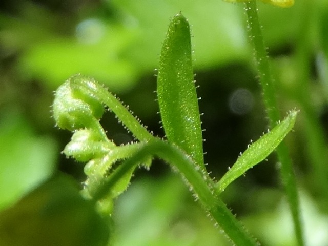 Saxifraga cymbalaria