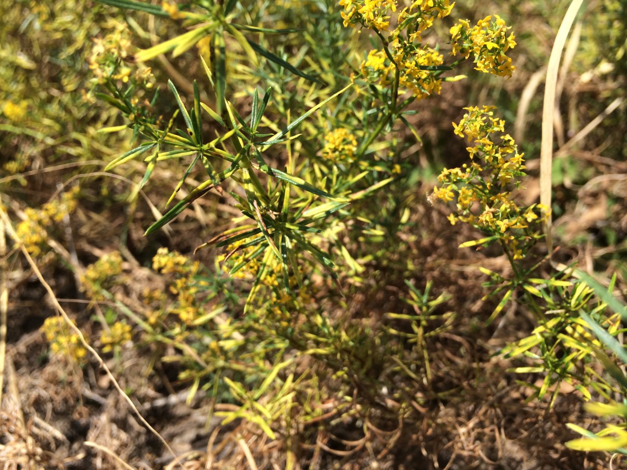 Galium verum