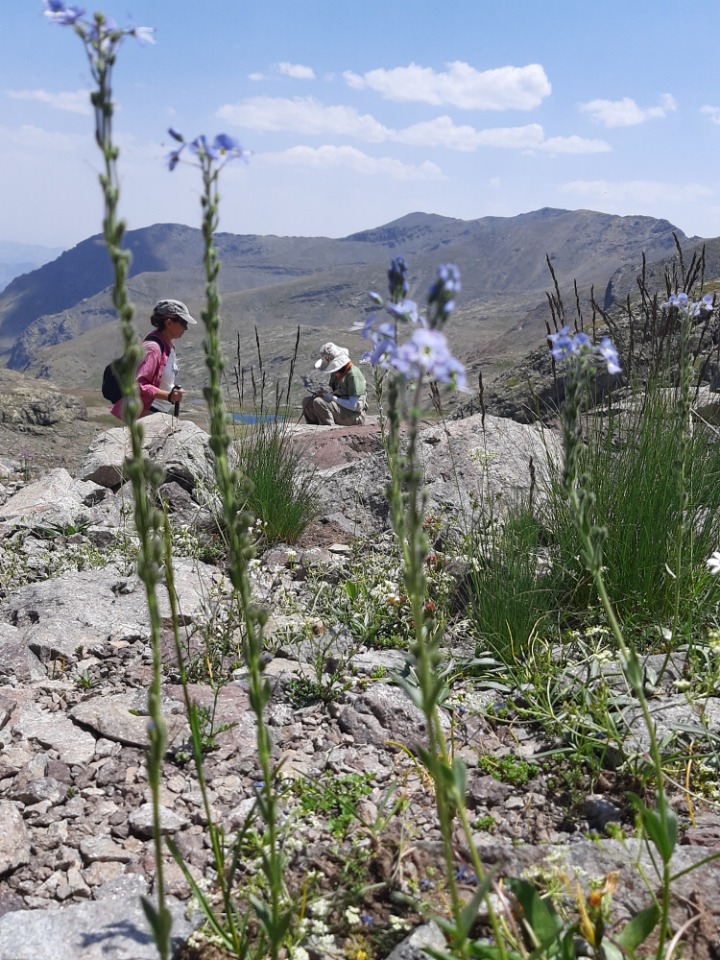 Veronica gentianoides
