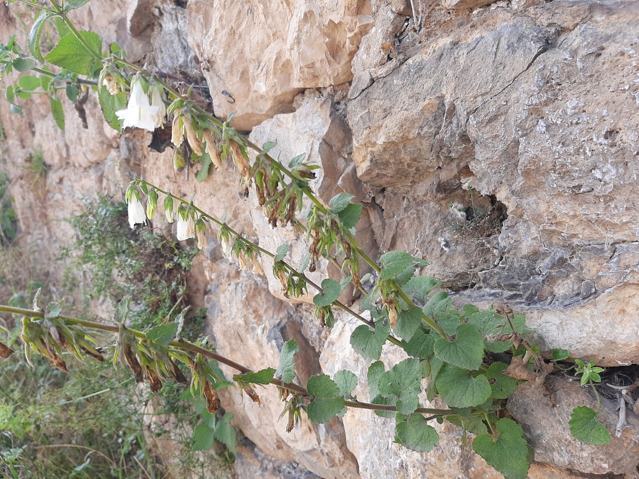 Campanula alliariifolia