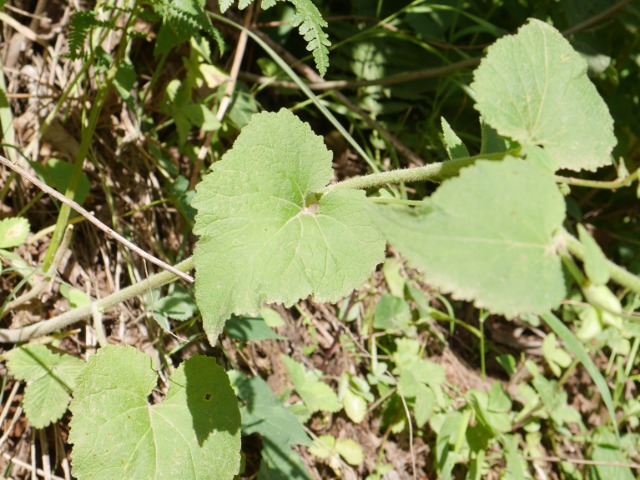 Campanula alliariifolia