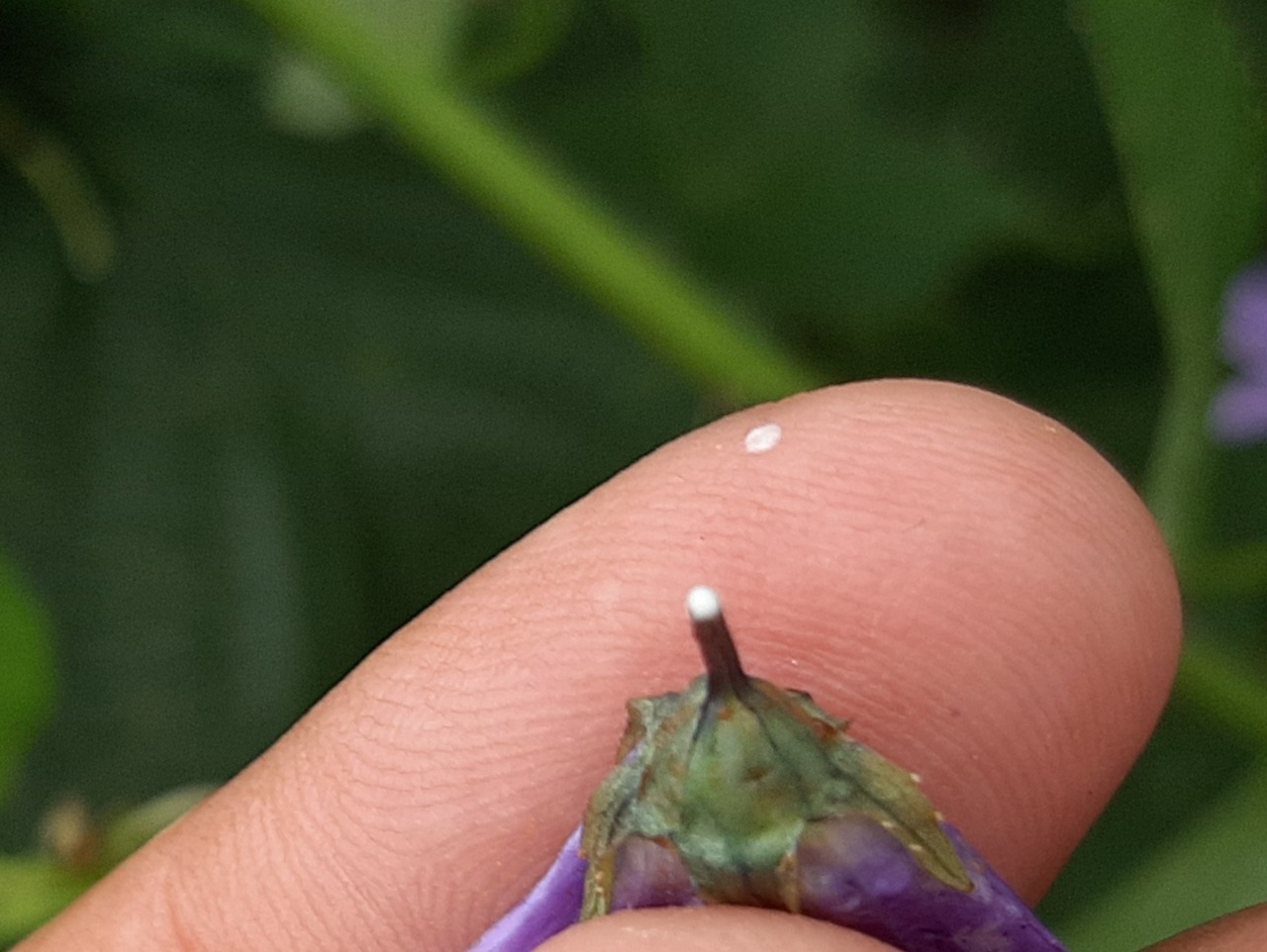 Campanula lactiflora