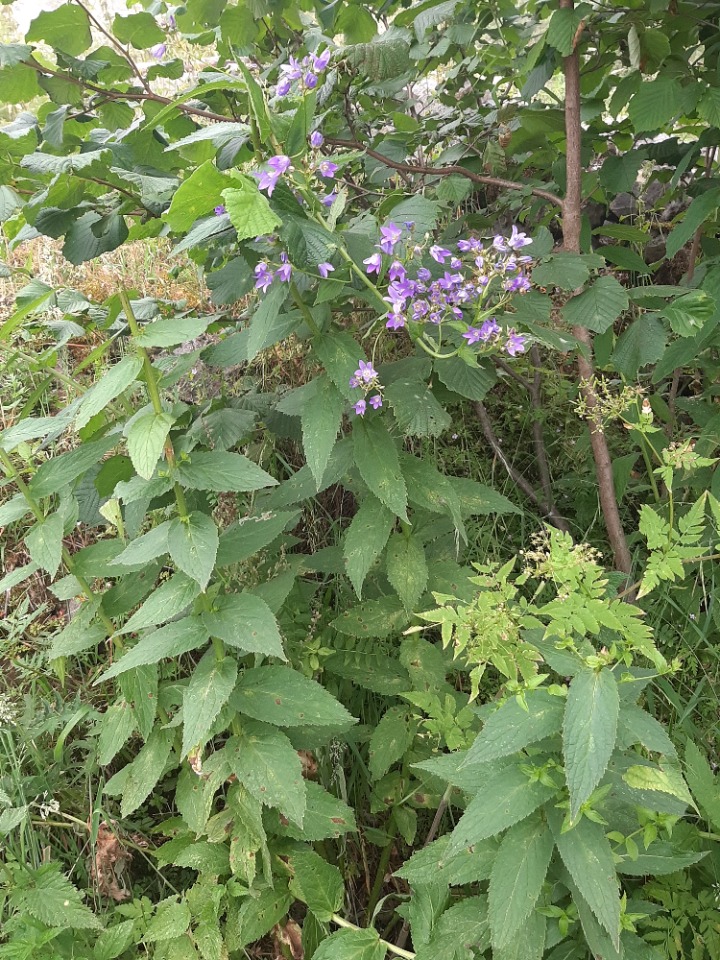 Campanula lactiflora