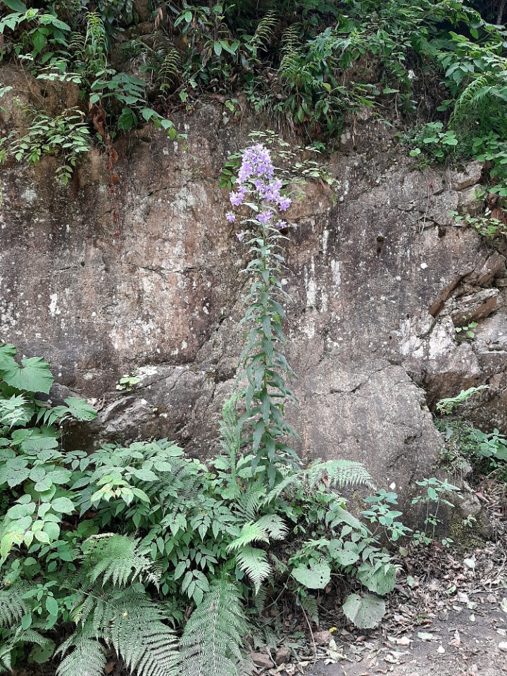 Campanula lactiflora