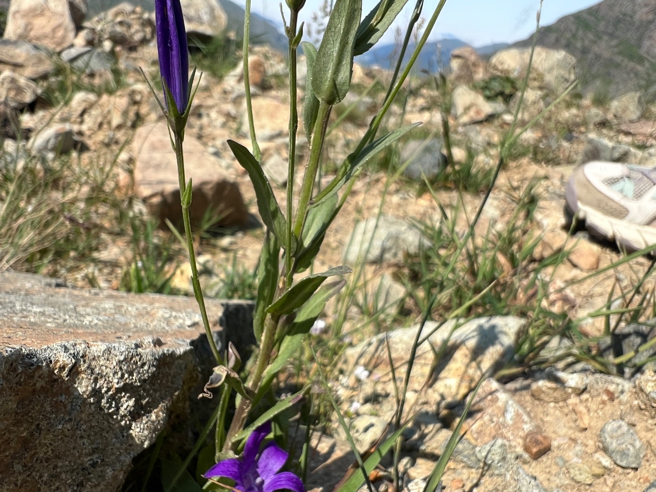 Campanula olympica