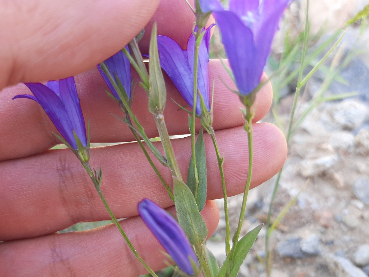 Campanula olympica