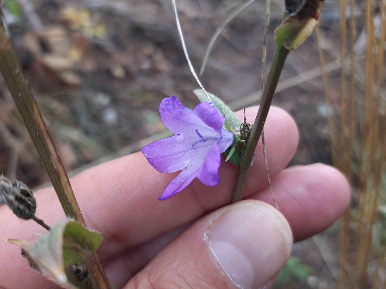 Campanula olympica
