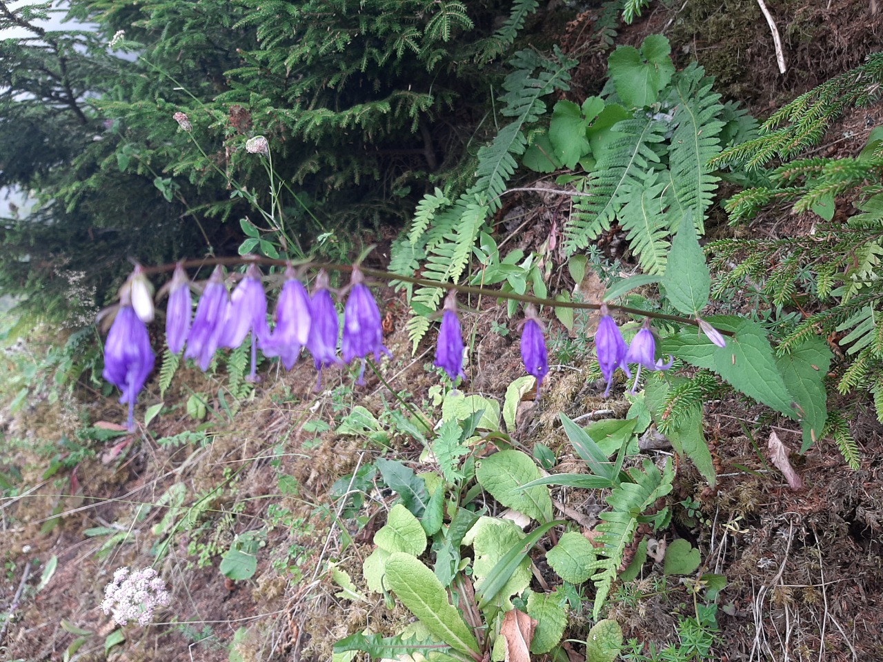 Campanula rapunculoides