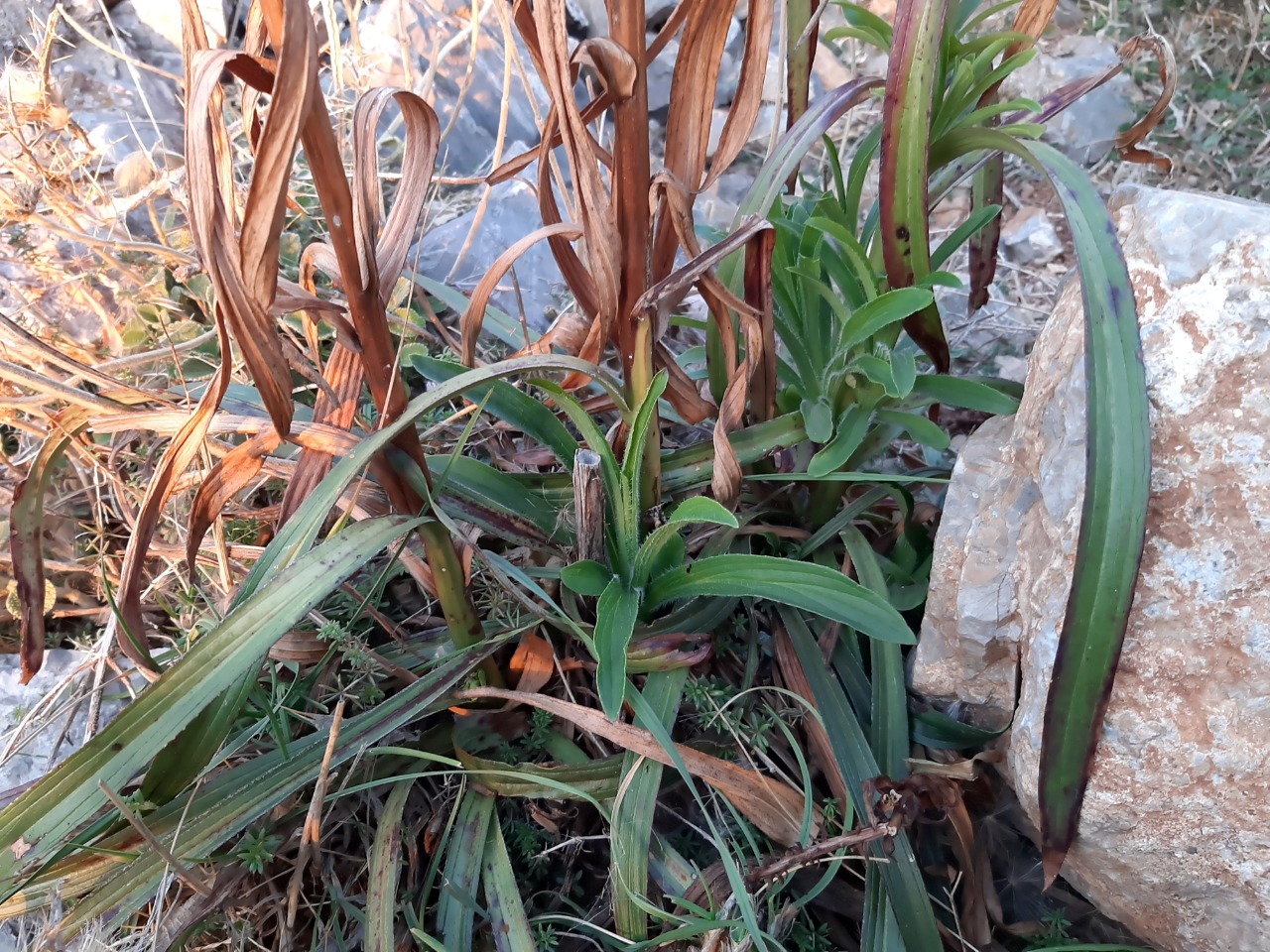 Digitalis ferruginea