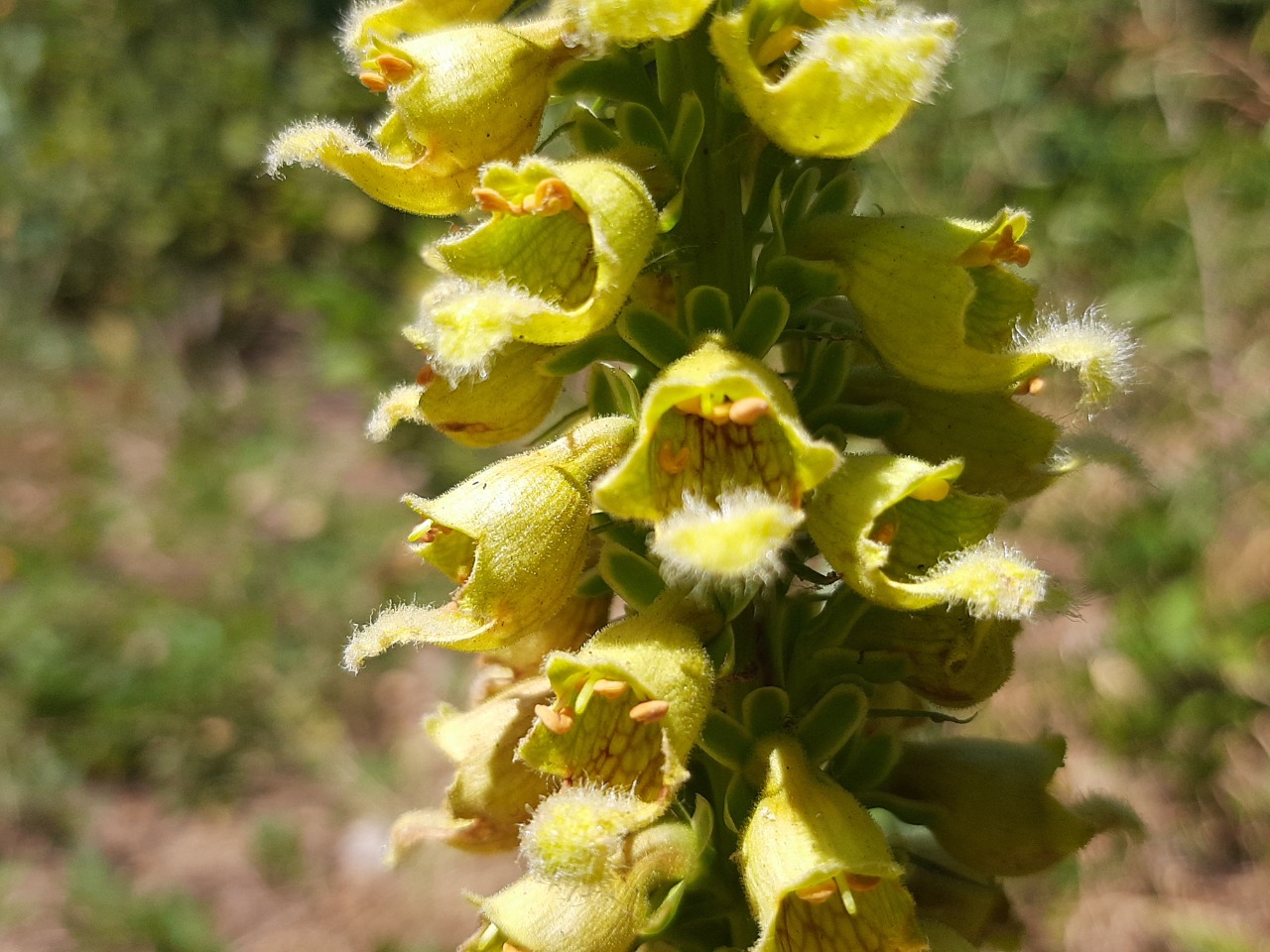 Digitalis ferruginea