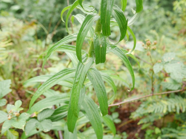 Digitalis ferruginea