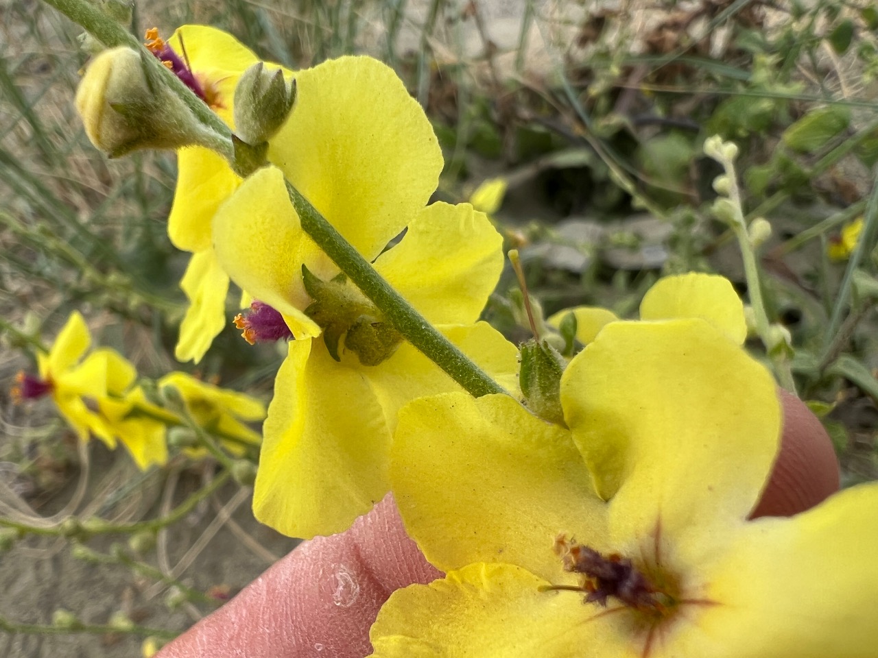 Verbascum sinuatum
