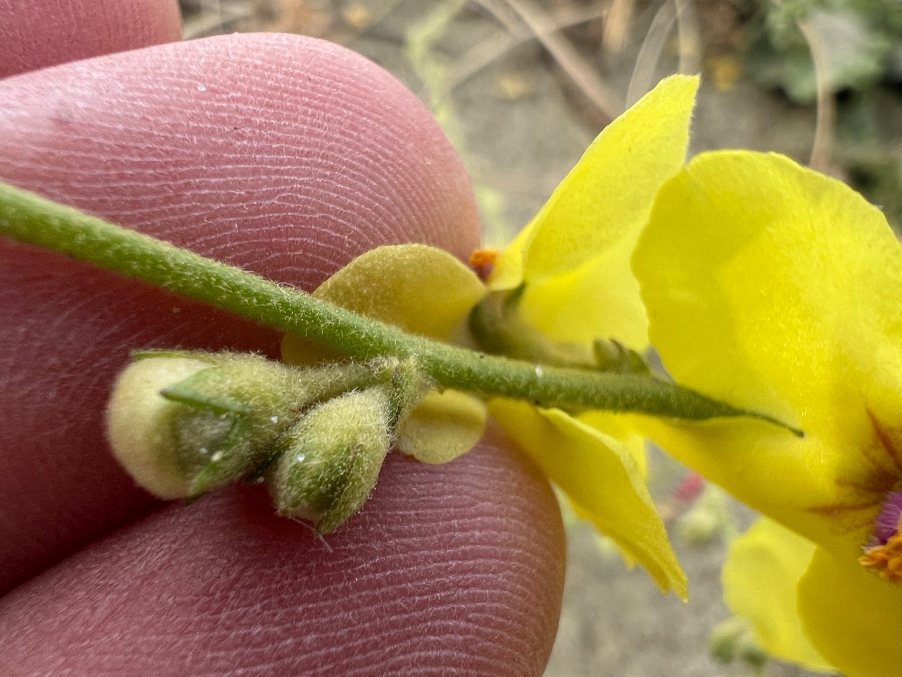 Verbascum sinuatum