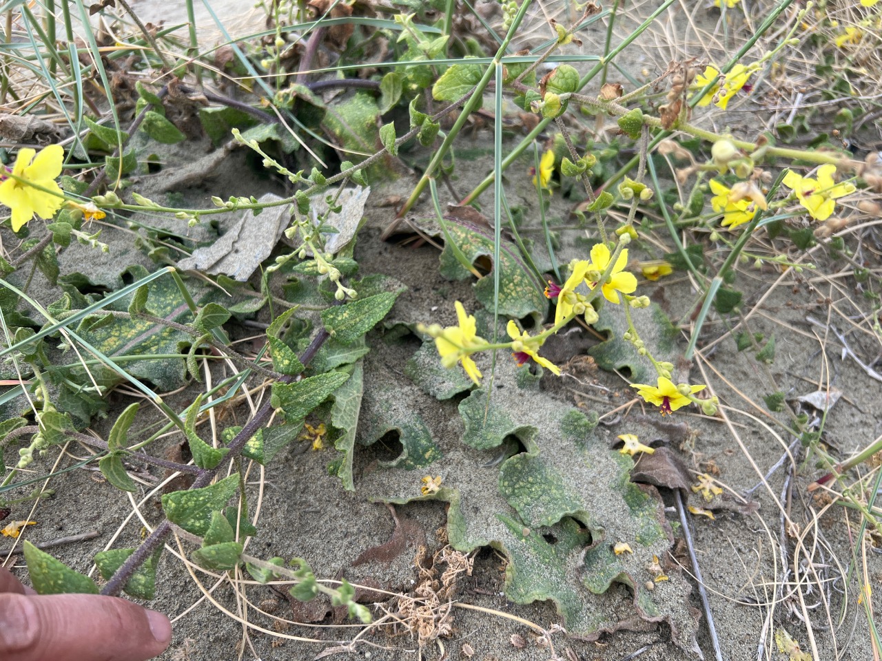 Verbascum sinuatum