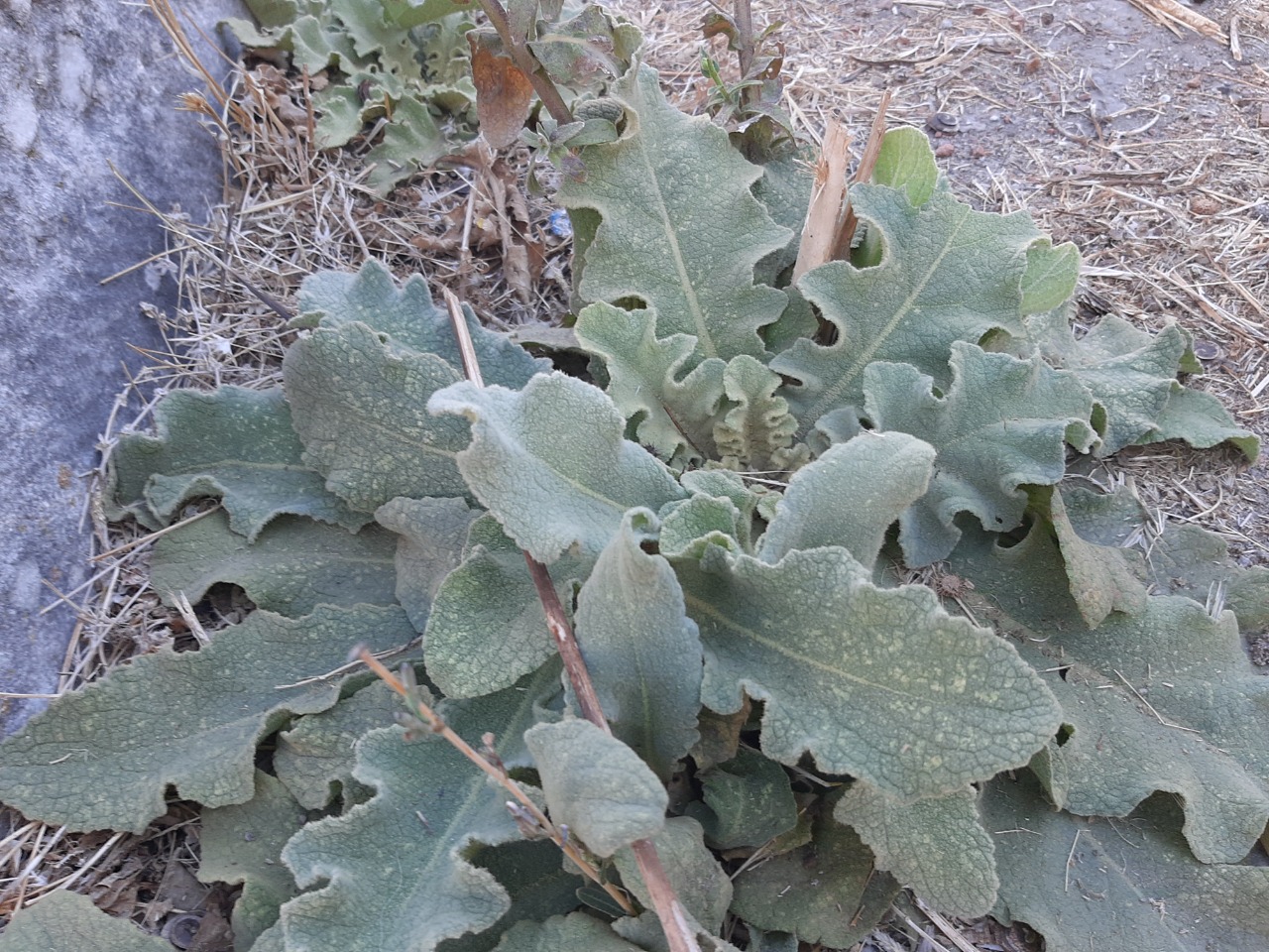 Verbascum sinuatum