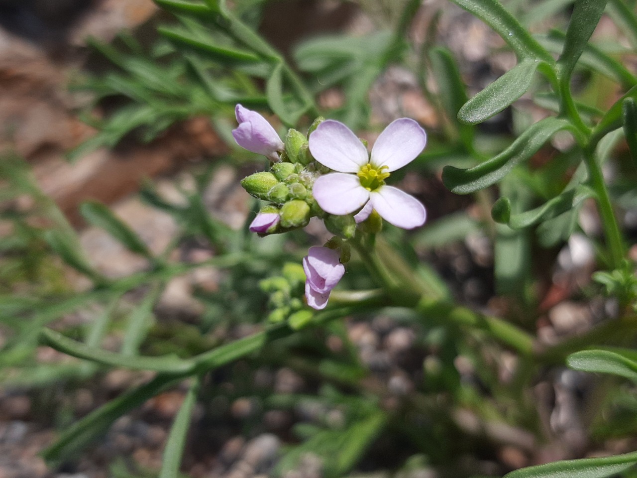 Cakile maritima