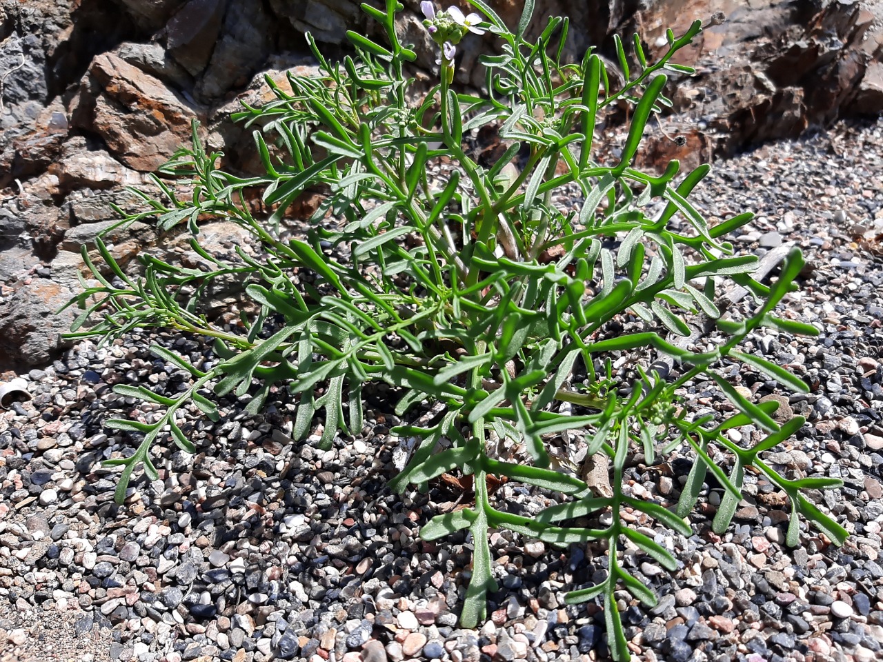 Cakile maritima