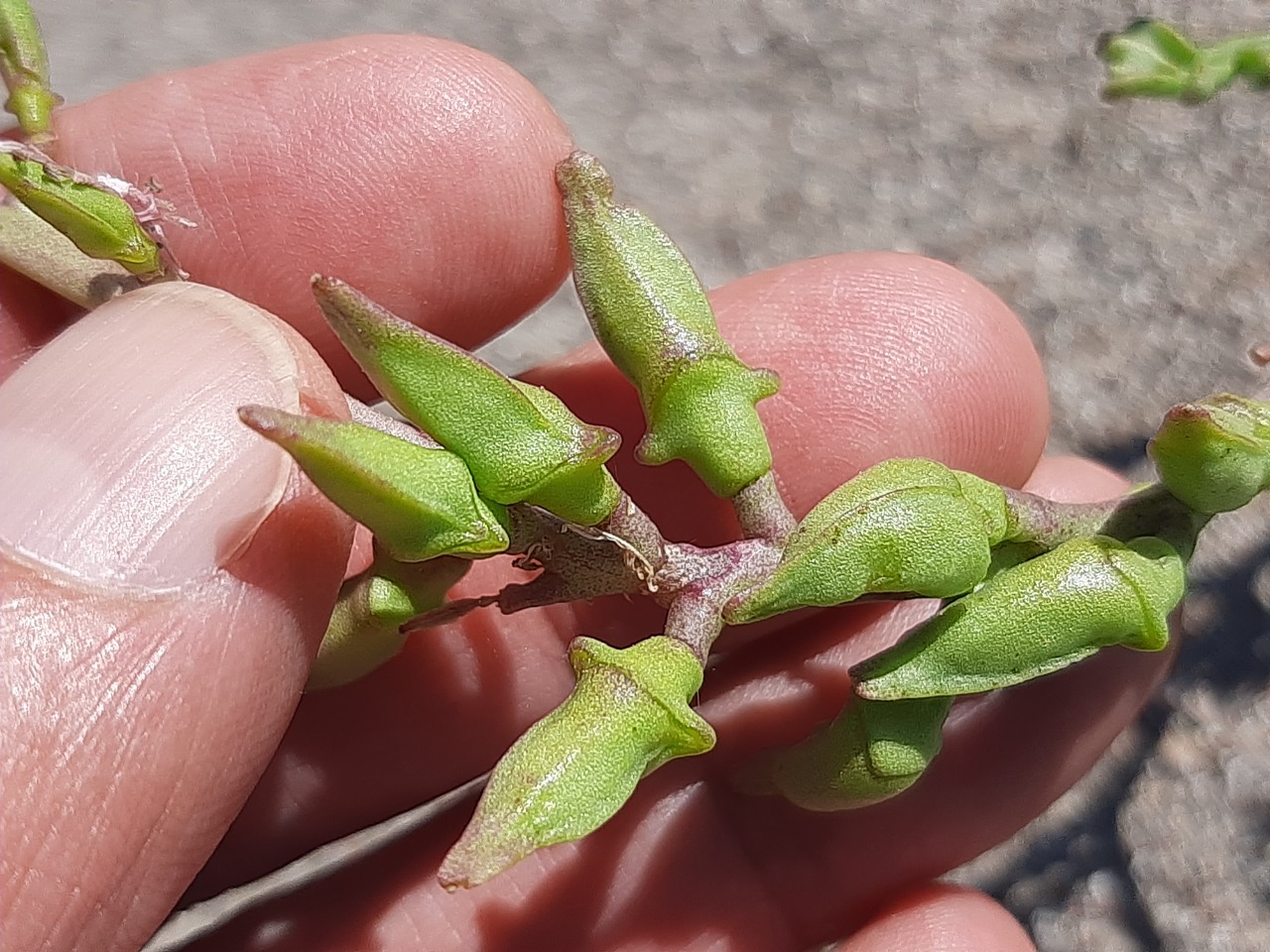 Cakile maritima
