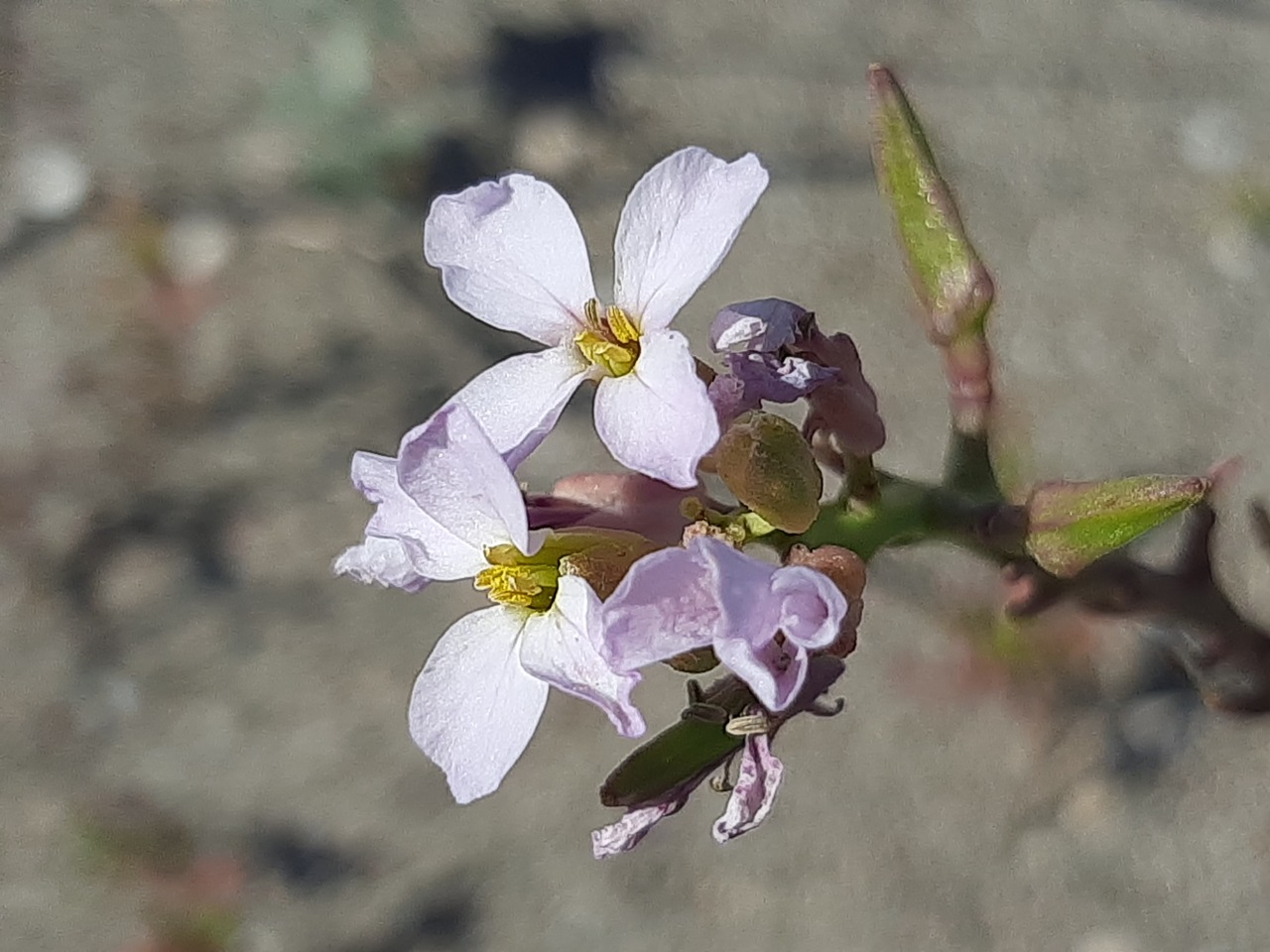 Cakile maritima