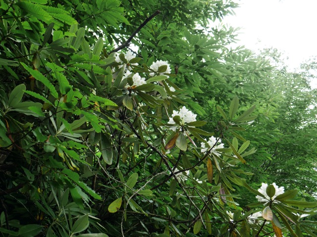 Rhododendron ungernii
