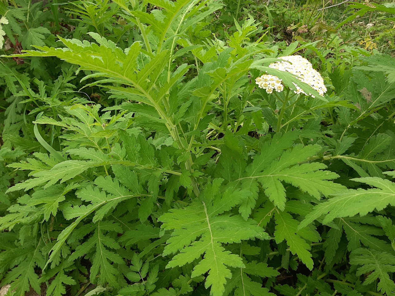 Tanacetum macrophyllum