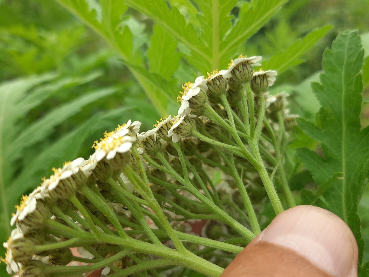 Tanacetum macrophyllum