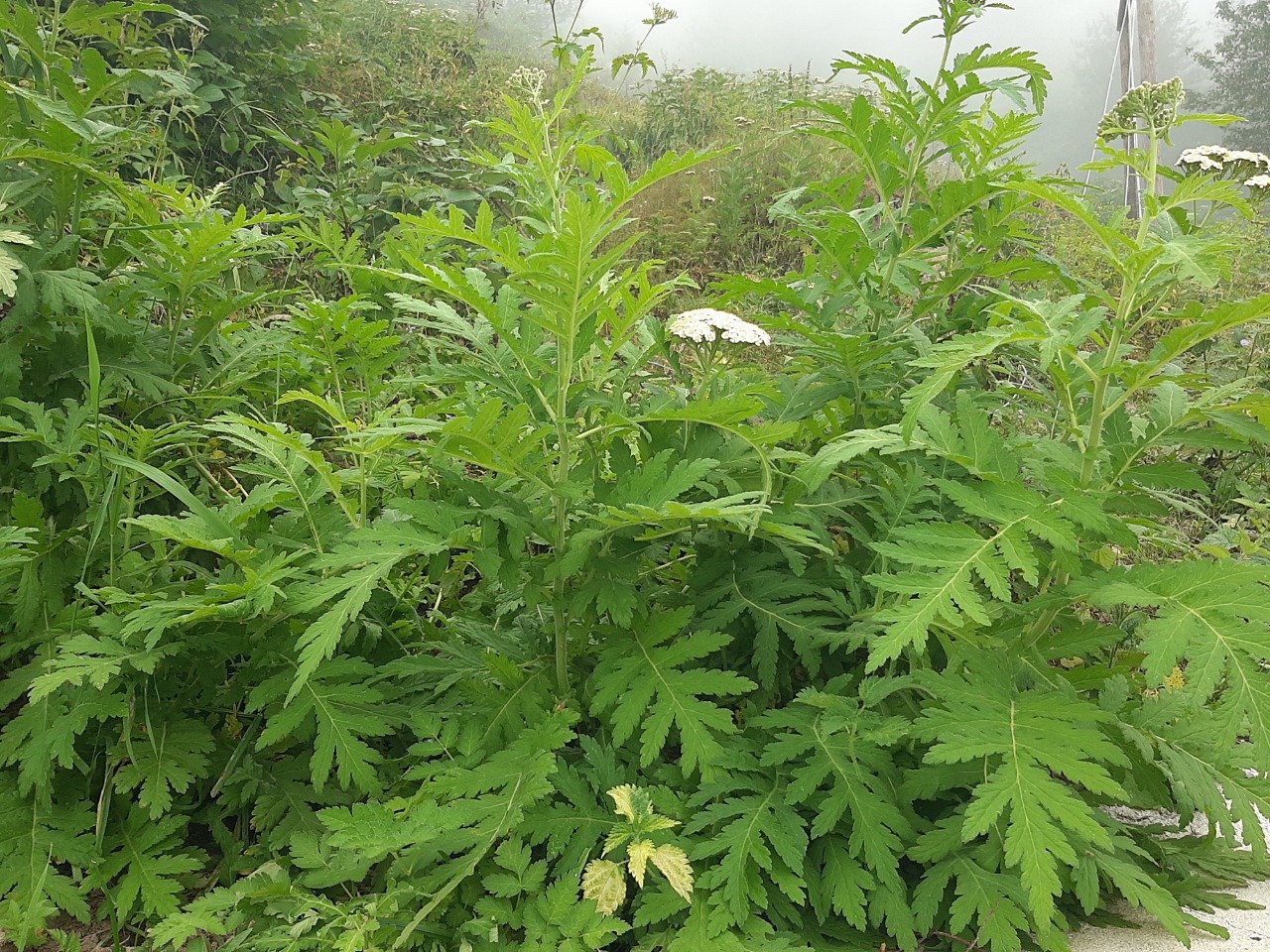 Tanacetum macrophyllum
