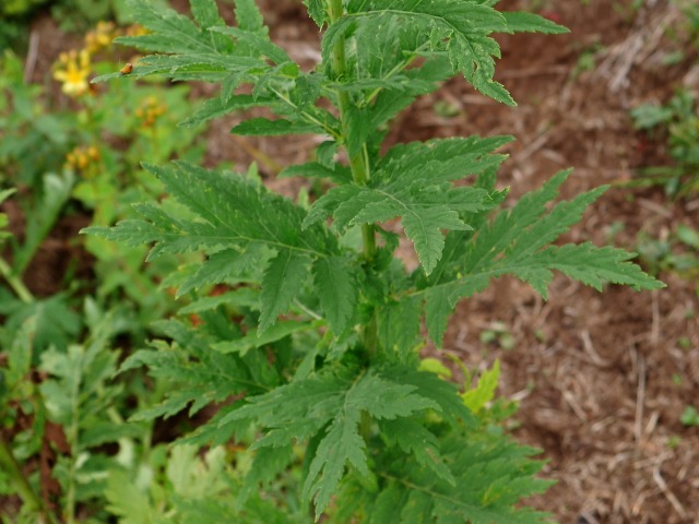 Tanacetum macrophyllum