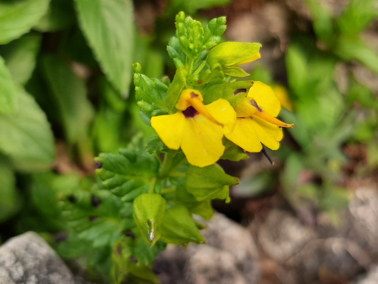 Rhynchocorys stricta