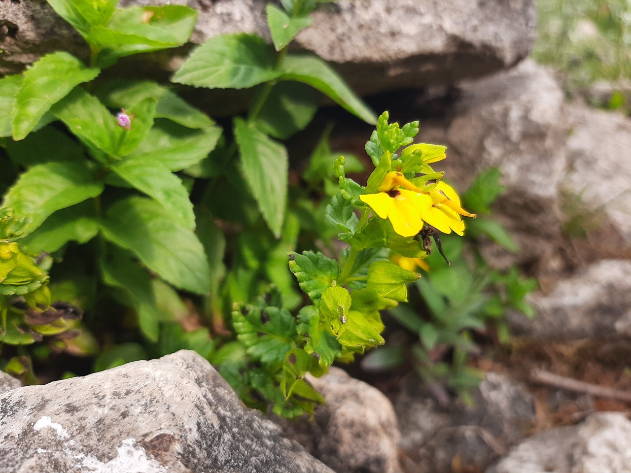 Rhynchocorys stricta