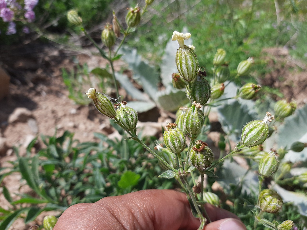 Silene latifolia