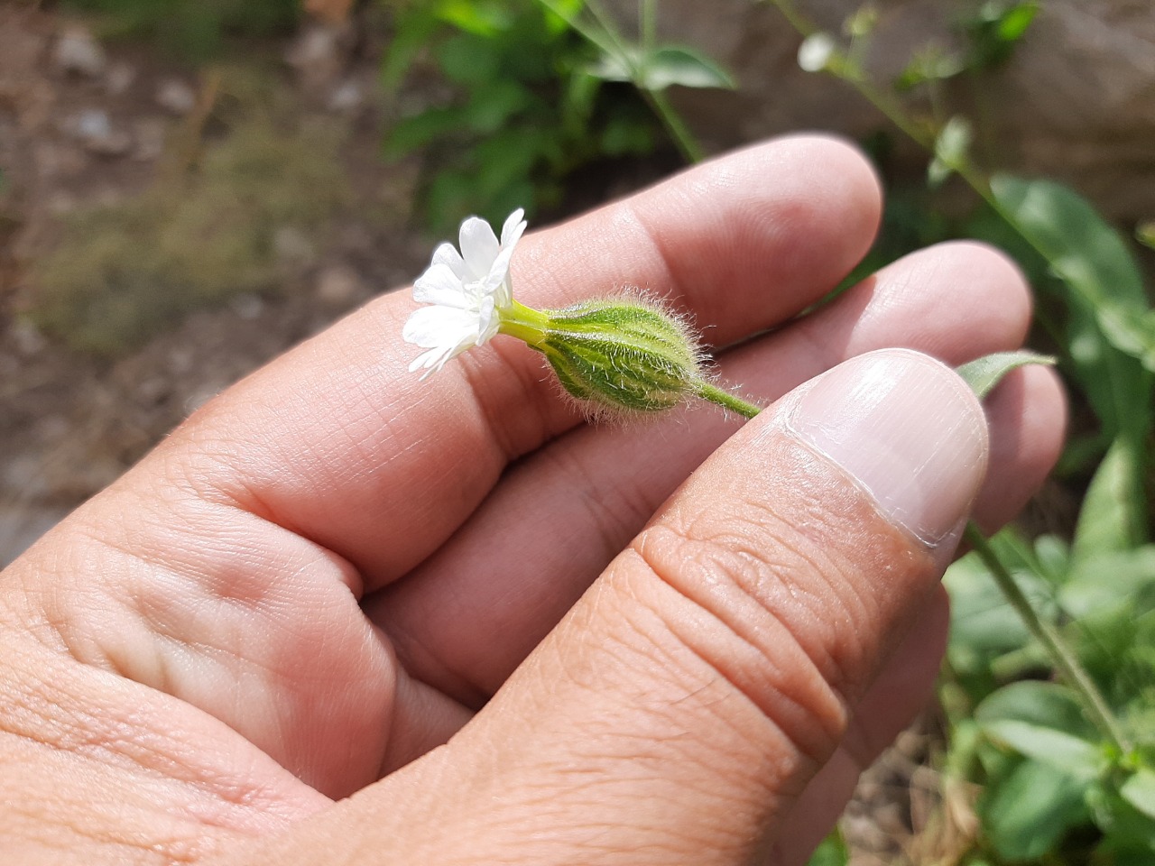 Silene latifolia