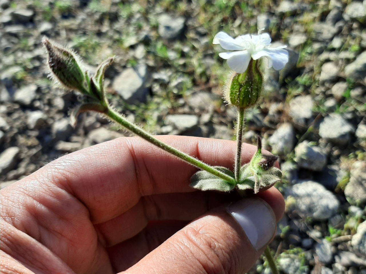 Silene latifolia