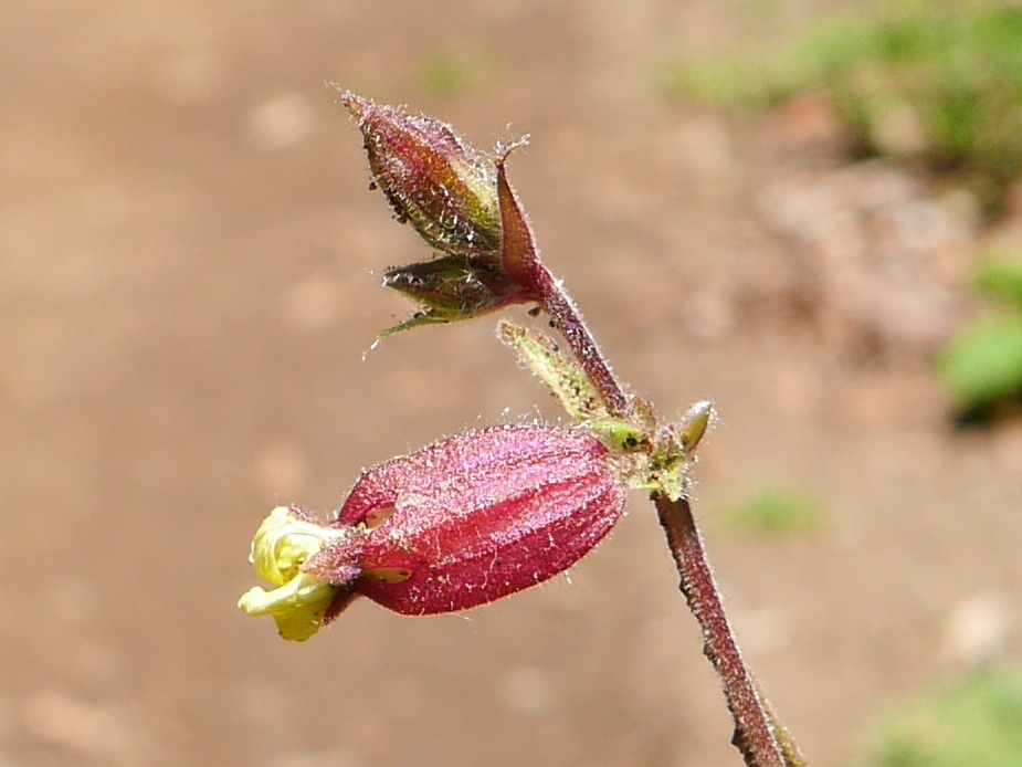 Silene latifolia